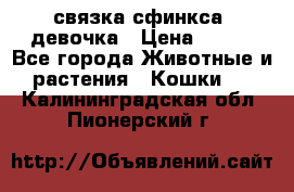 связка сфинкса. девочка › Цена ­ 500 - Все города Животные и растения » Кошки   . Калининградская обл.,Пионерский г.